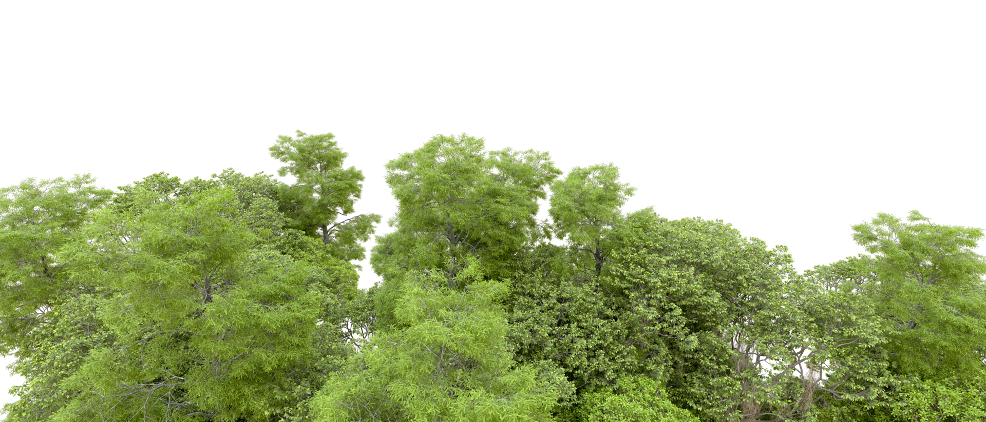Green forest isolated on background. 3d rendering - illustration png