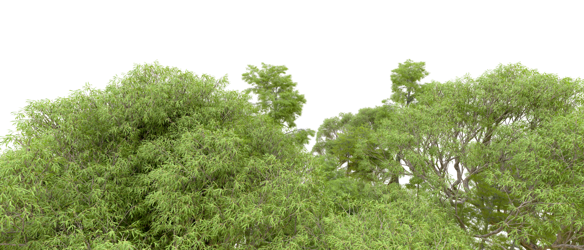 Green forest isolated on background. 3d rendering - illustration png