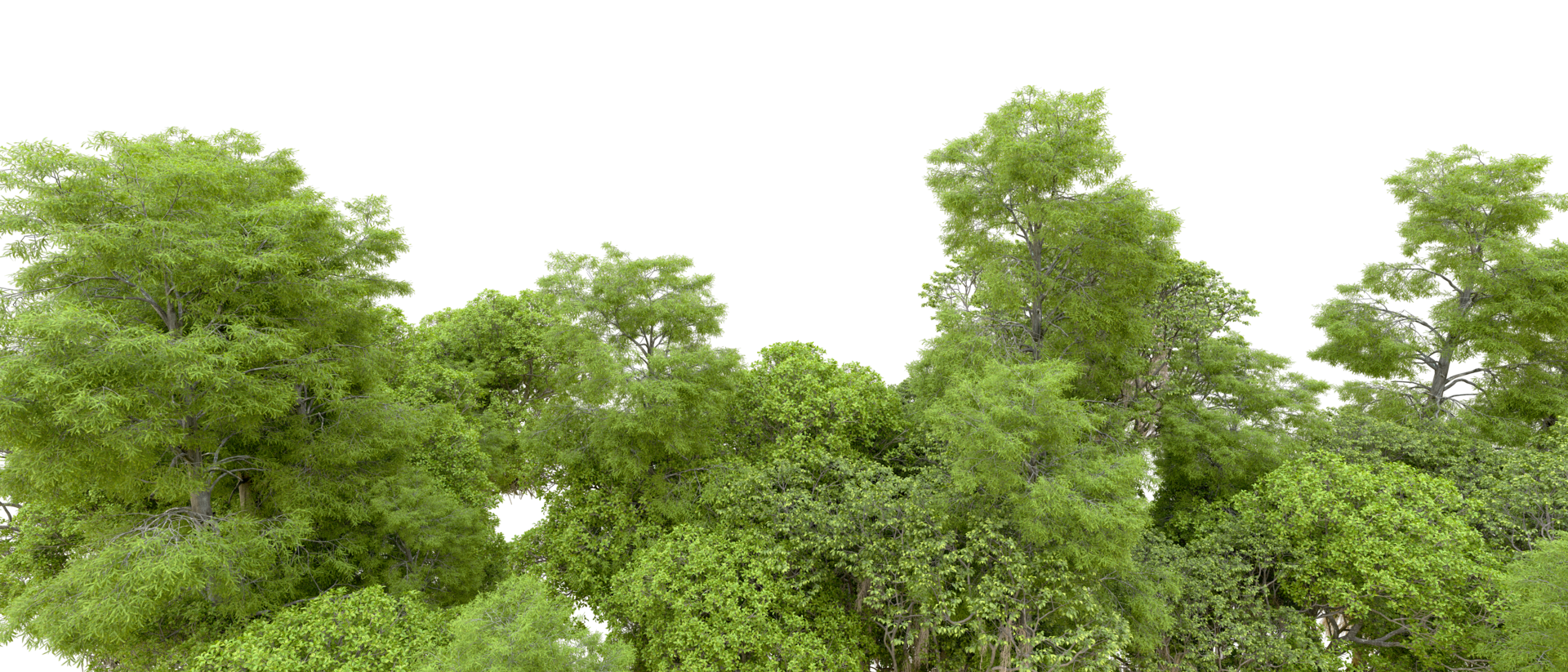 Green forest isolated on background. 3d rendering - illustration png