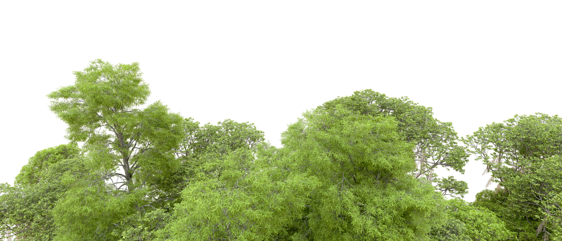 Green forest isolated on background. 3d rendering - illustration png