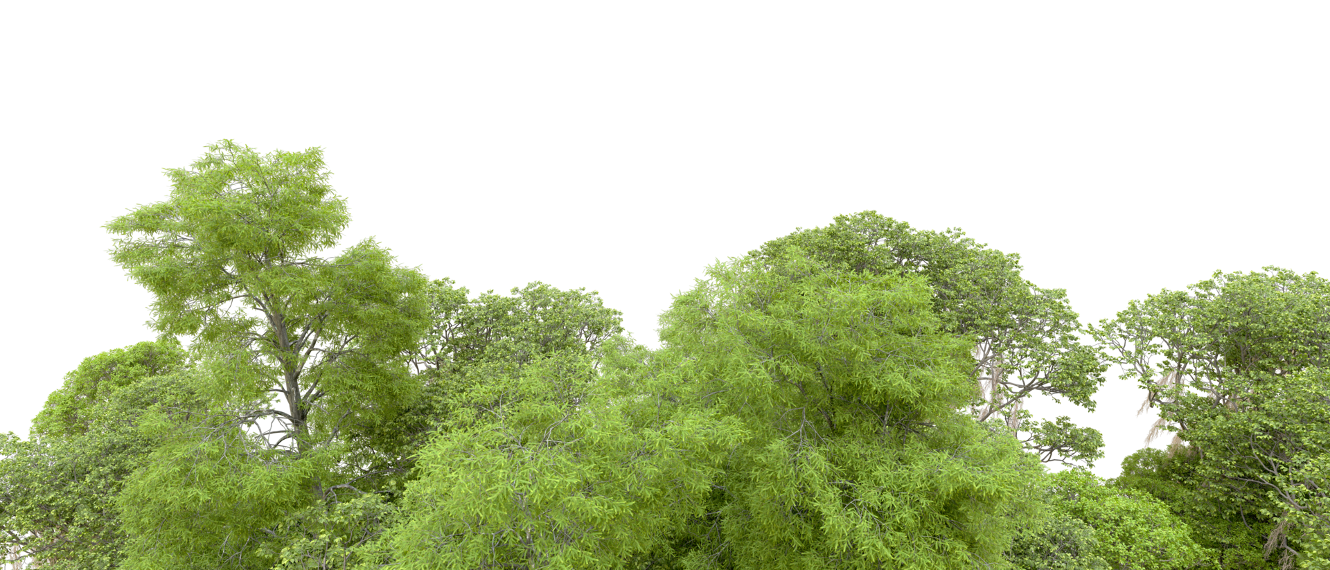 Green forest isolated on background. 3d rendering - illustration png