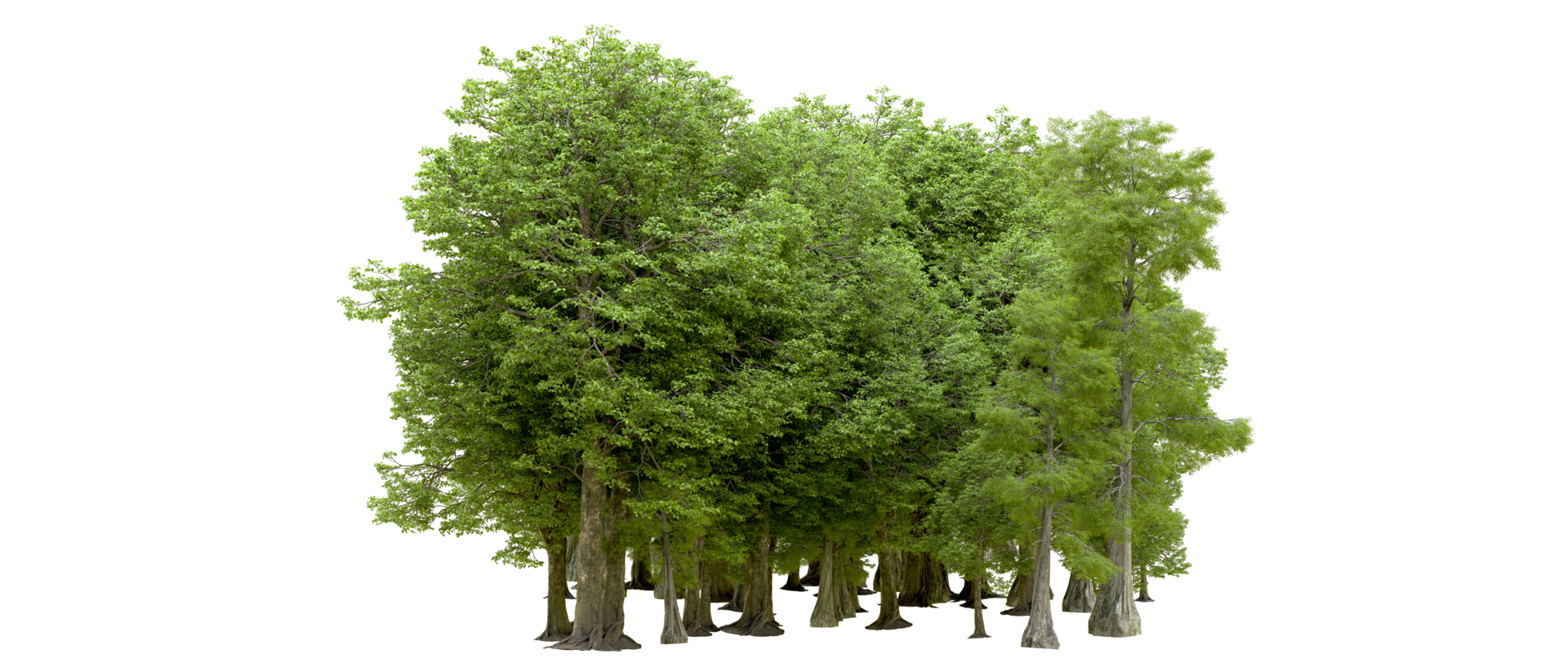 Green forest isolated on background. 3d rendering - illustration png