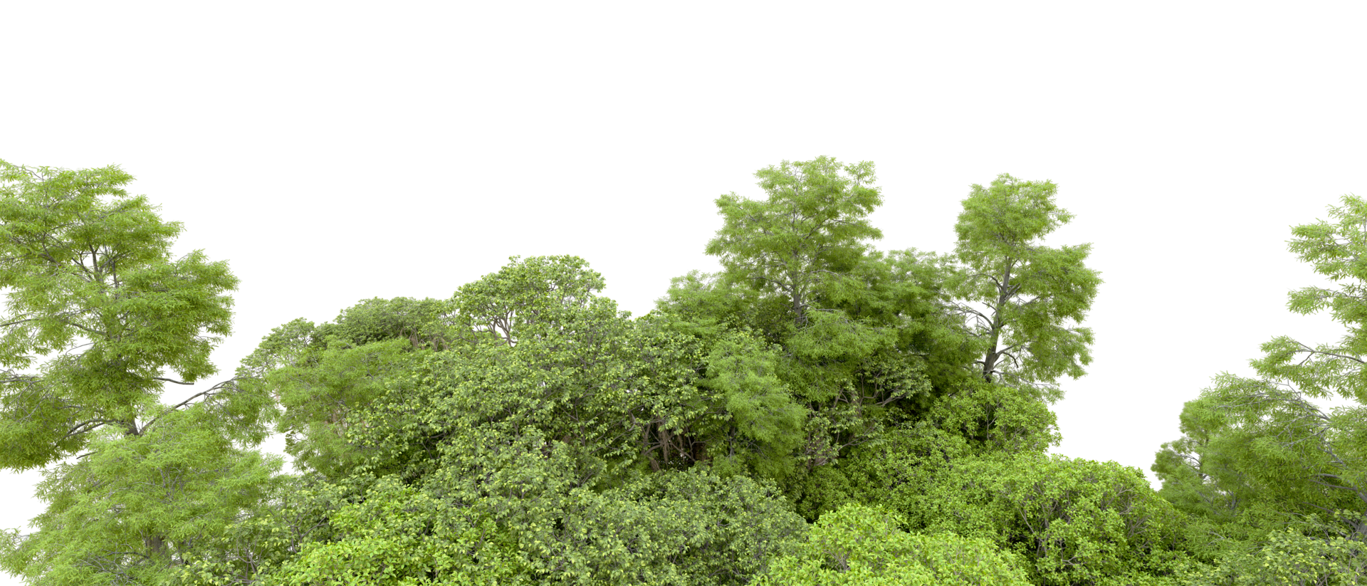 Green forest isolated on background. 3d rendering - illustration png