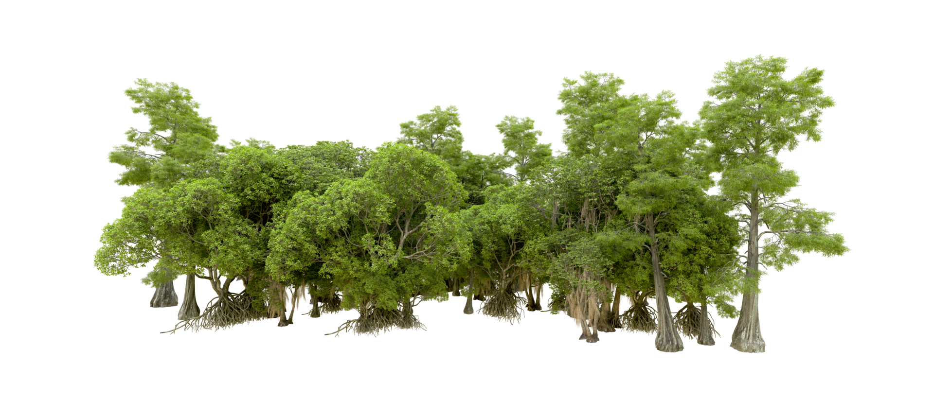 Green forest isolated on background. 3d rendering - illustration png