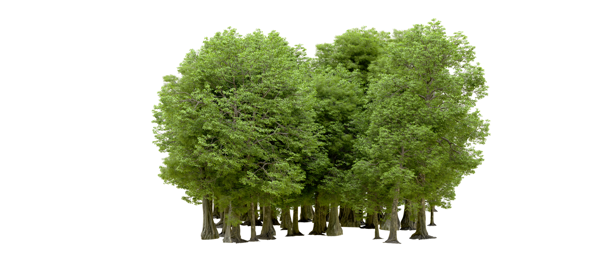 Green forest isolated on background. 3d rendering - illustration png
