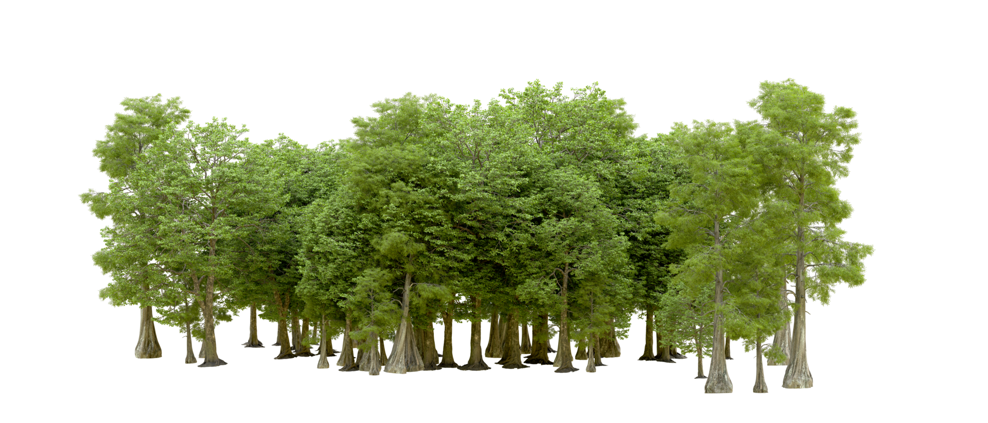 Green forest isolated on background. 3d rendering - illustration png