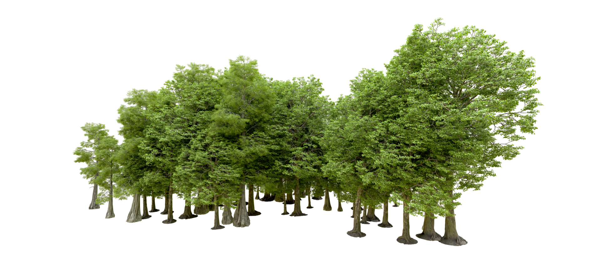 Green forest isolated on background. 3d rendering - illustration png