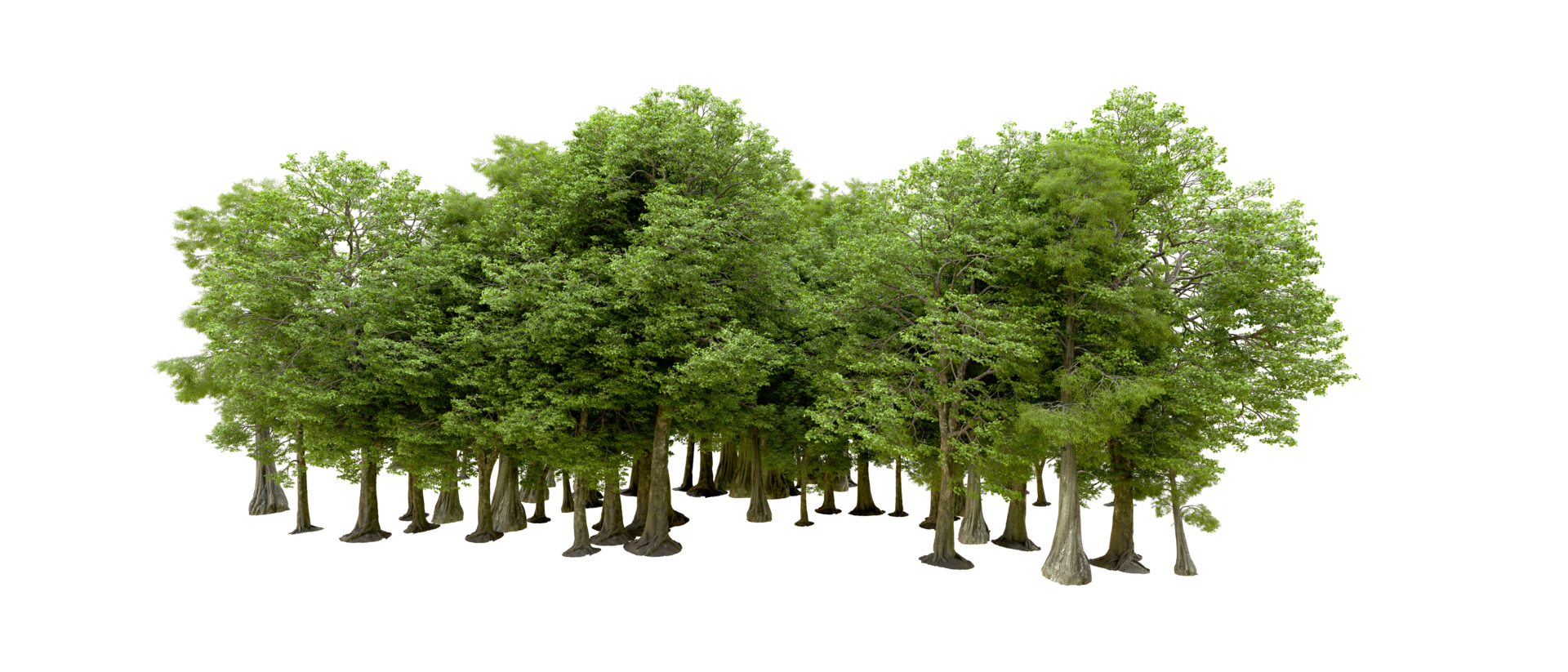 Green forest isolated on background. 3d rendering - illustration png