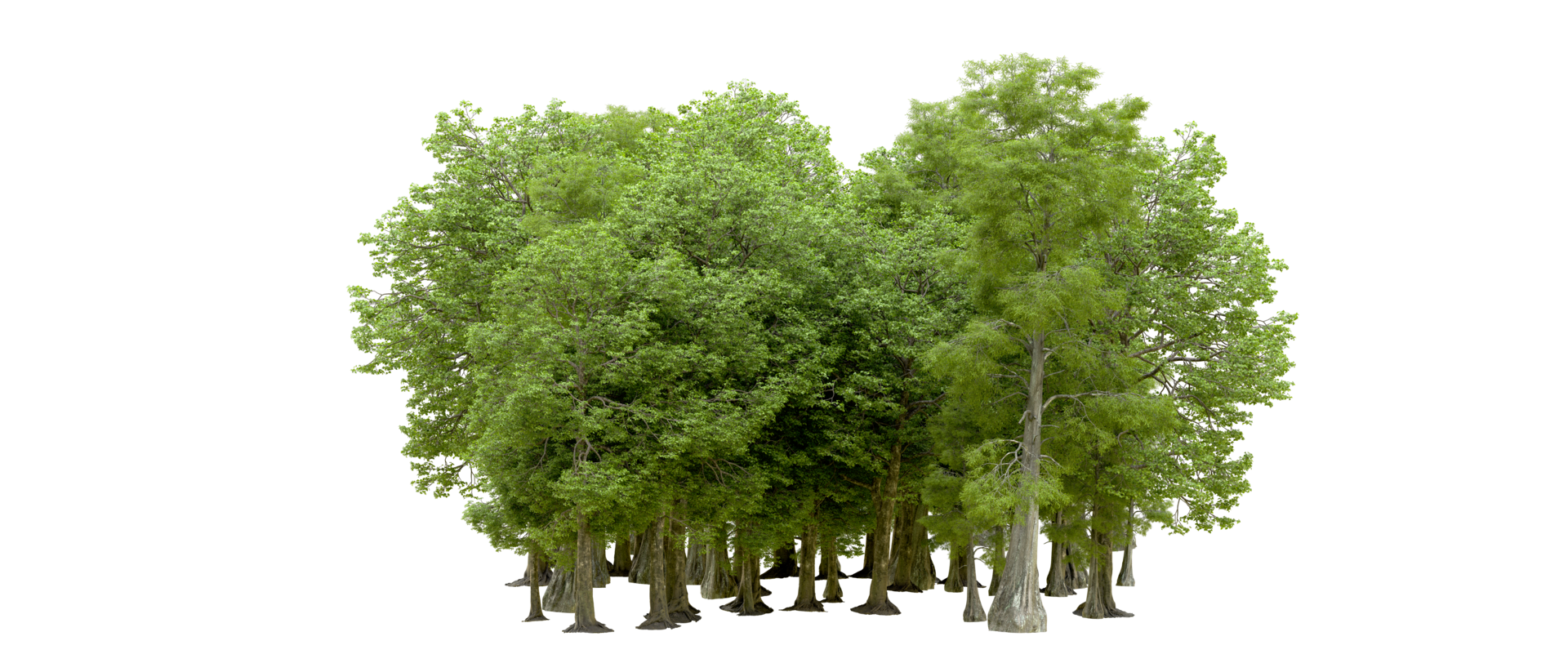 Green forest isolated on background. 3d rendering - illustration png