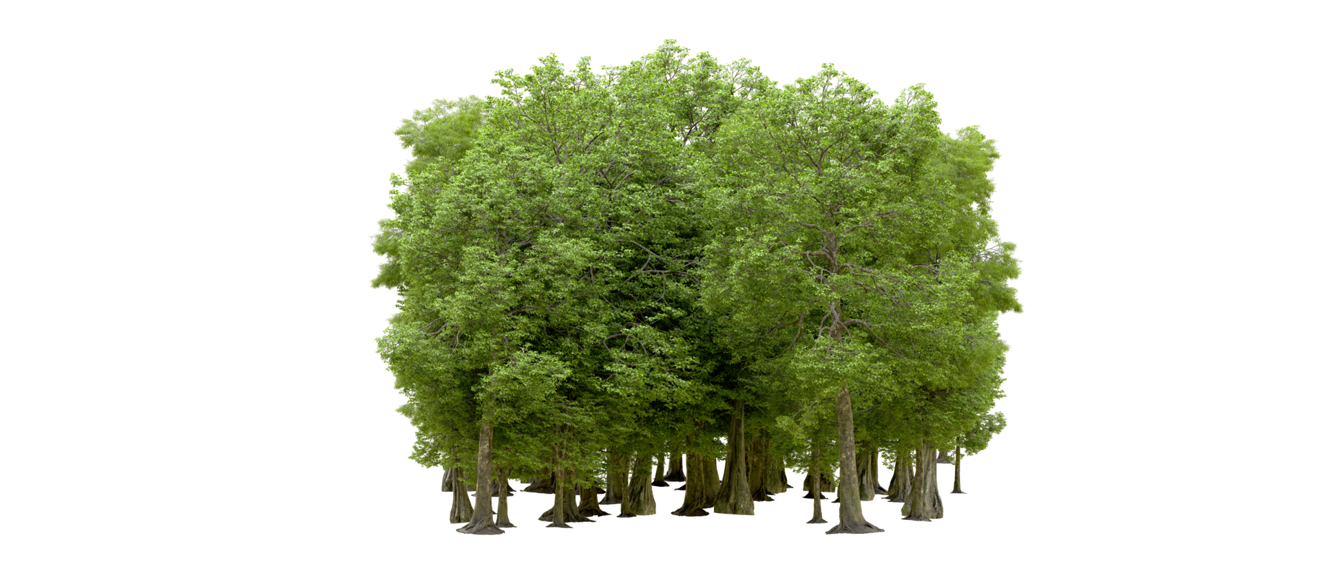 Green forest isolated on background. 3d rendering - illustration png