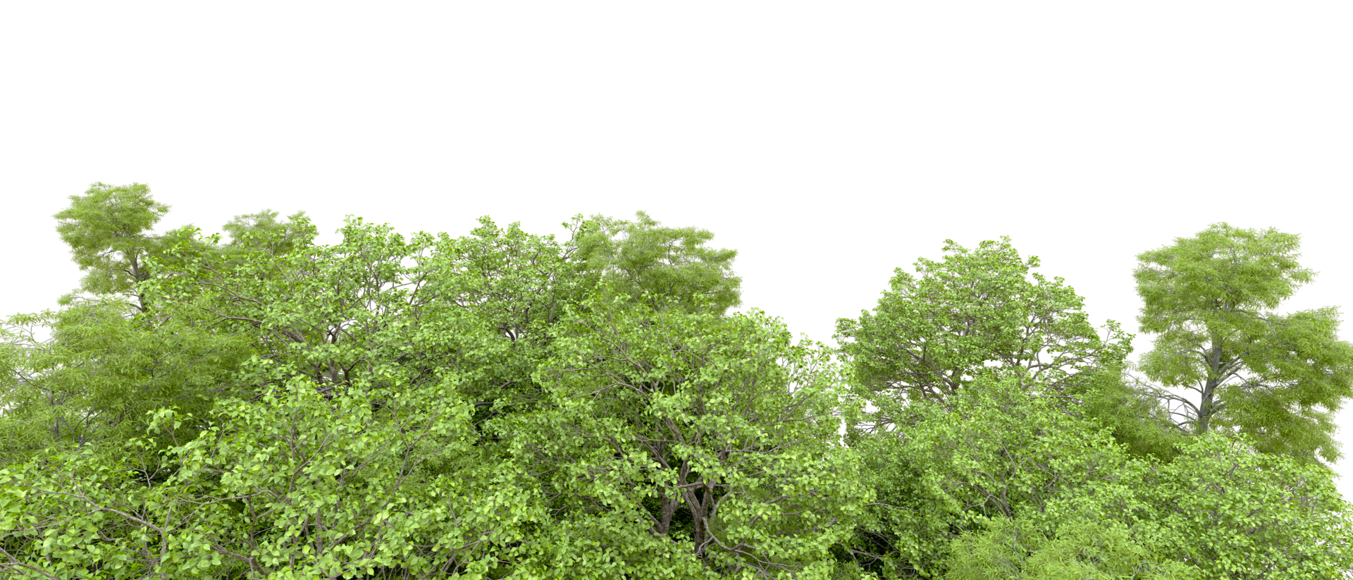 Green forest isolated on background. 3d rendering - illustration png