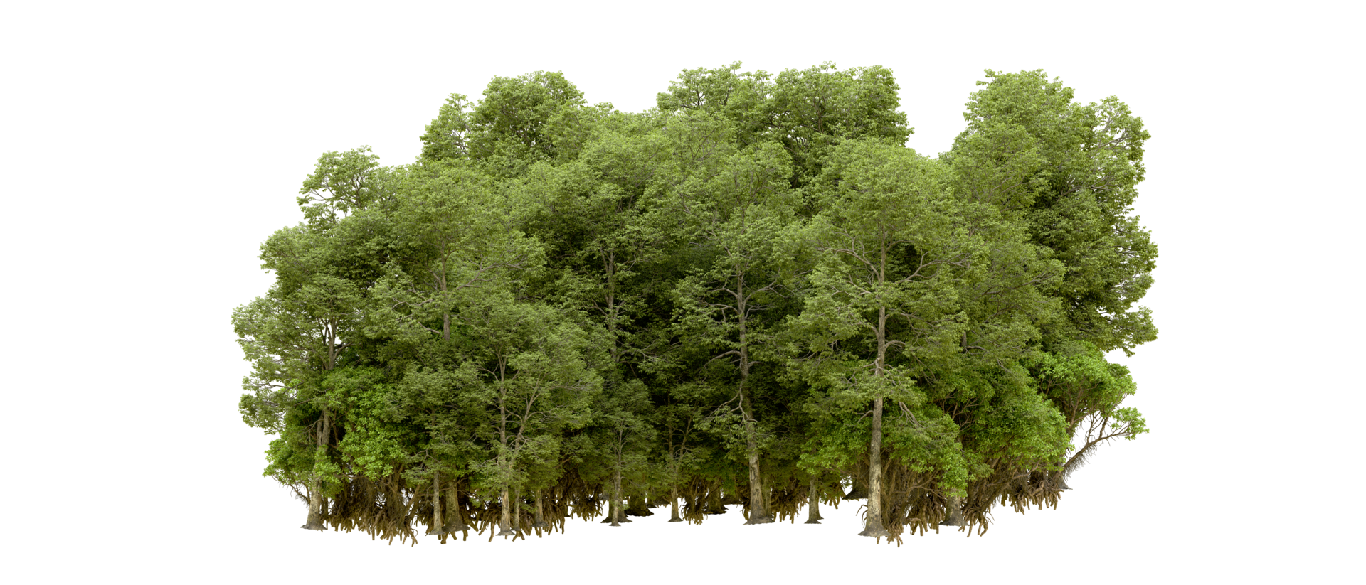 Green forest isolated on background. 3d rendering - illustration png