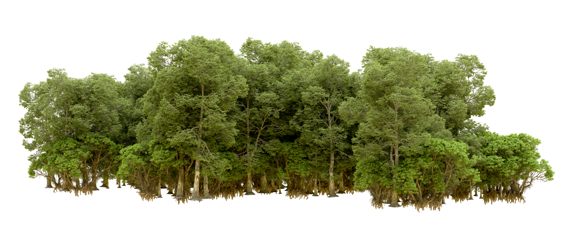 Green forest isolated on background. 3d rendering - illustration png