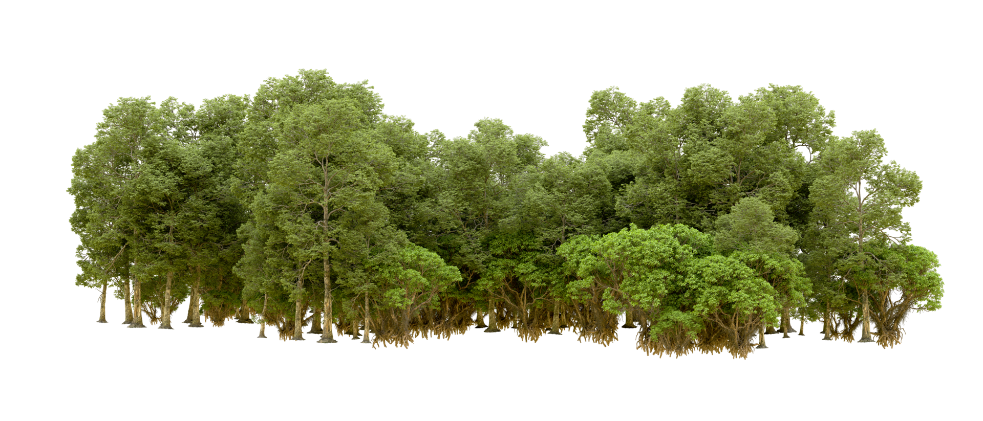 Green forest isolated on background. 3d rendering - illustration png