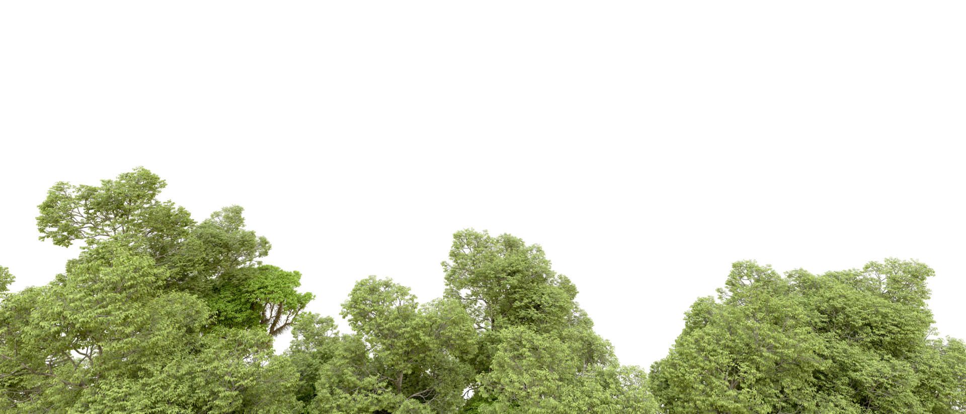 Green forest isolated on background. 3d rendering - illustration png