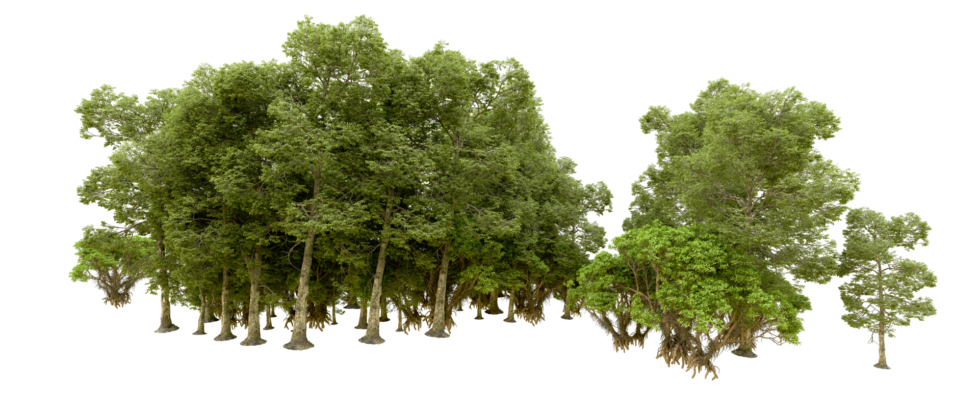 Green forest isolated on background. 3d rendering - illustration png