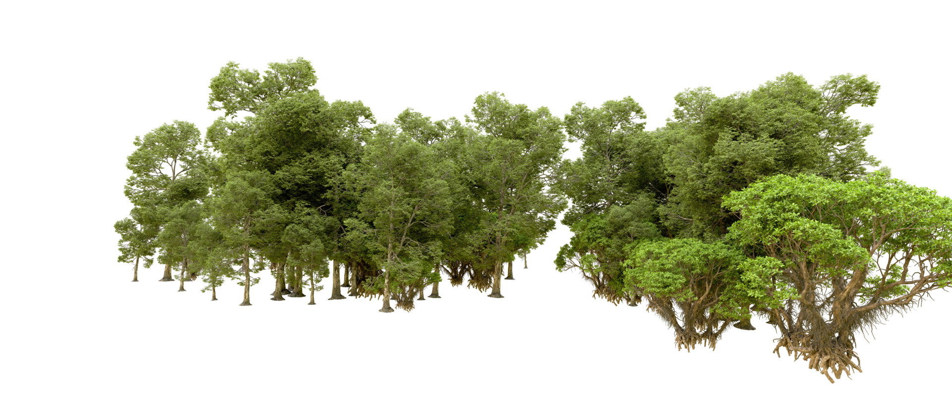 Green forest isolated on background. 3d rendering - illustration png