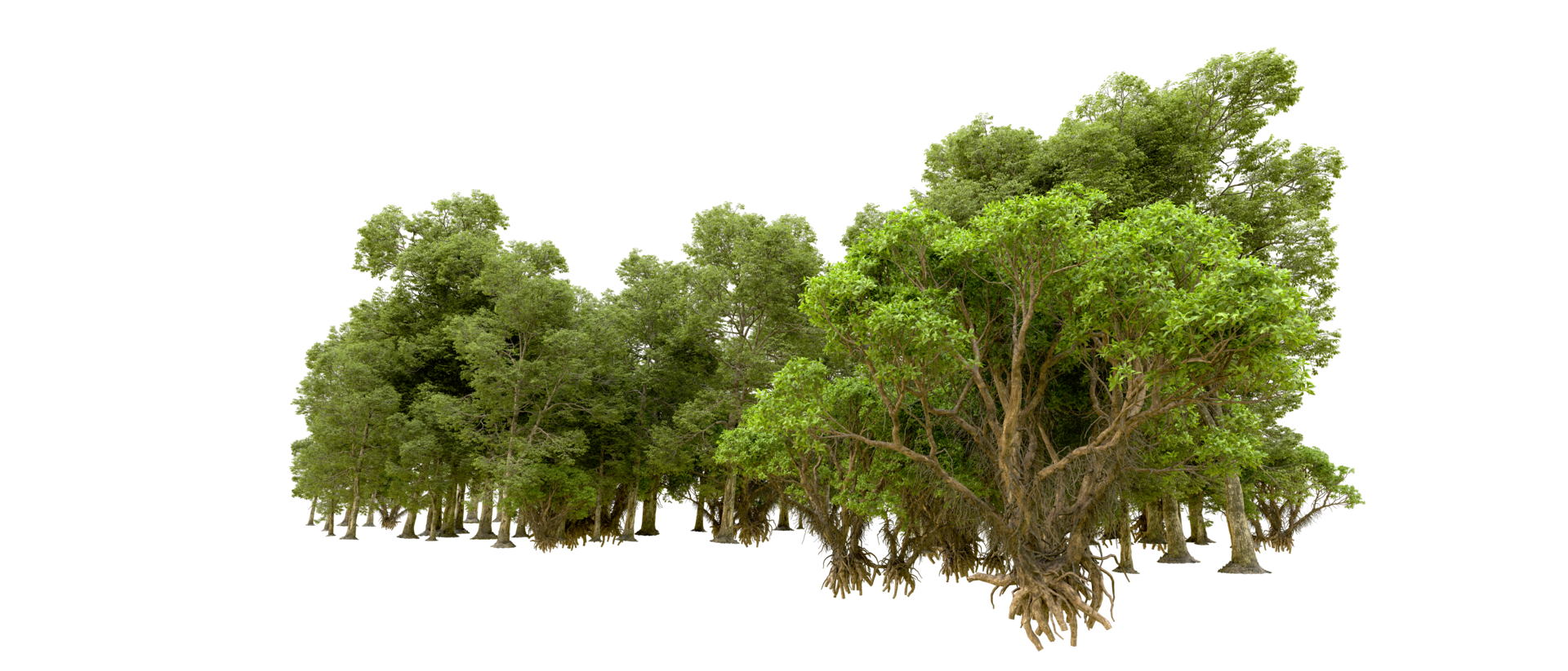 Green forest isolated on background. 3d rendering - illustration png