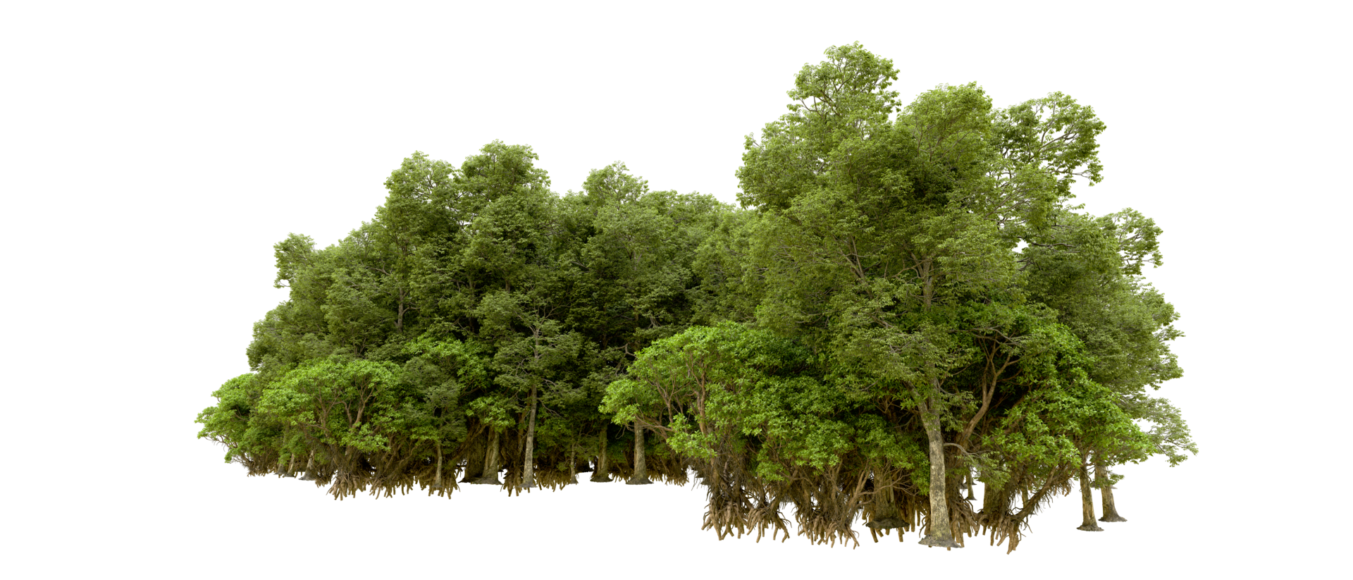 Green forest isolated on background. 3d rendering - illustration png