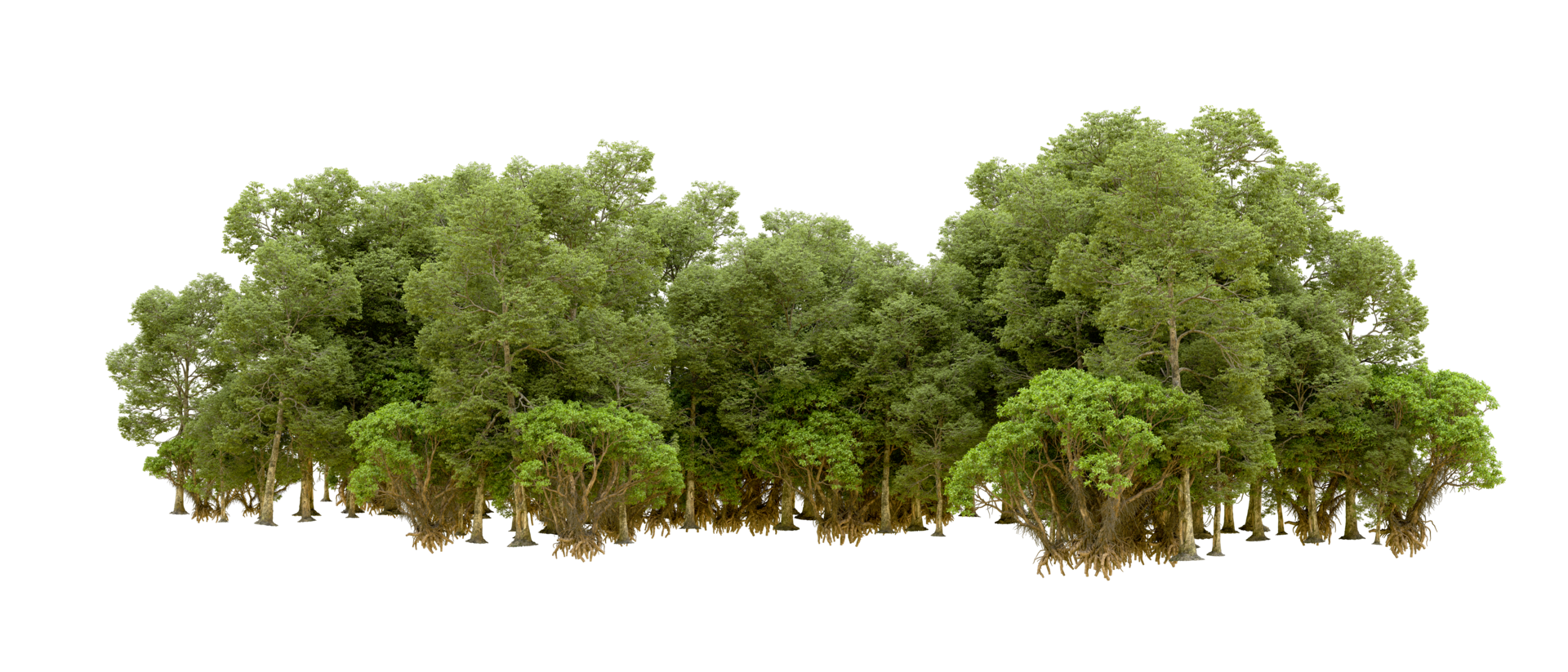 Green forest isolated on background. 3d rendering - illustration png