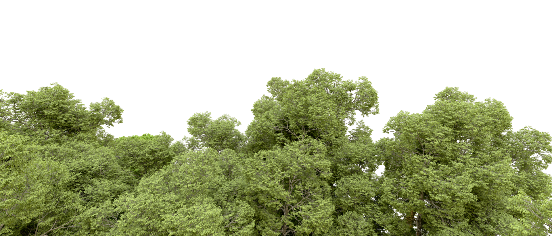 Green forest isolated on background. 3d rendering - illustration png