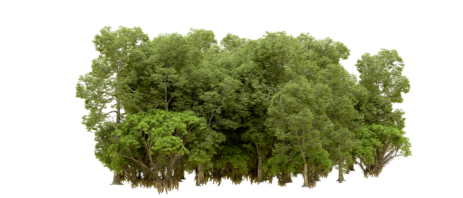 Green forest isolated on background. 3d rendering - illustration png