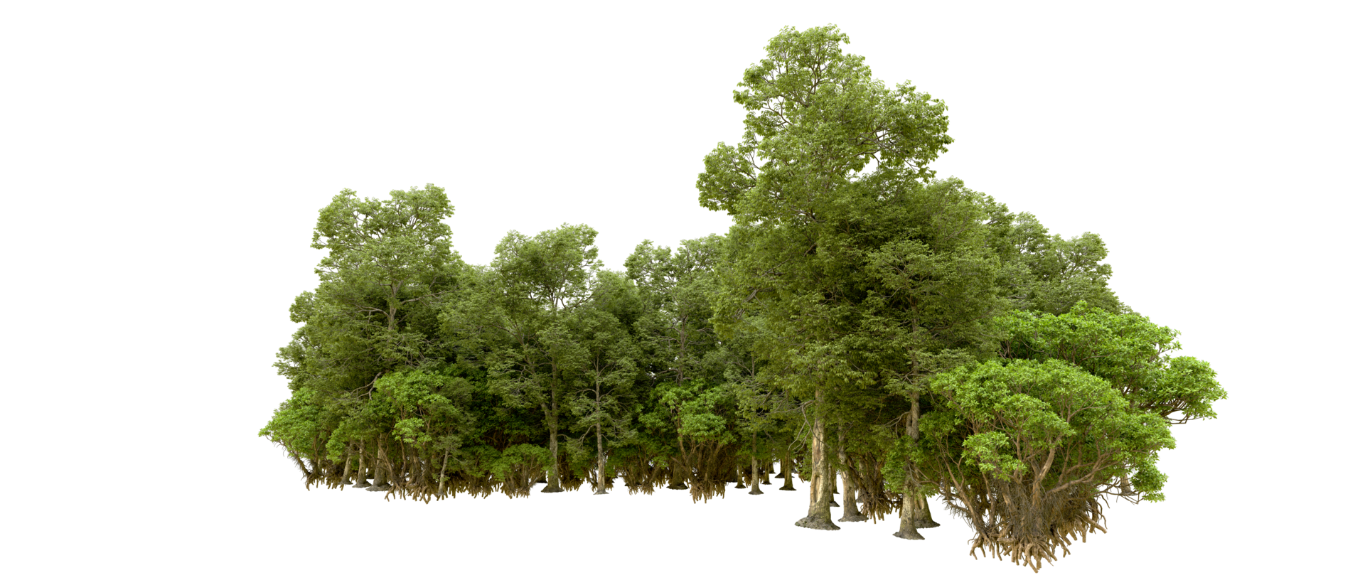 Green forest isolated on background. 3d rendering - illustration png