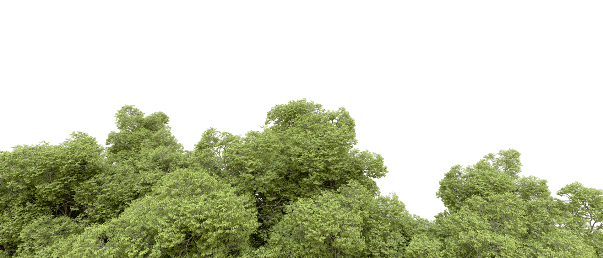 Green forest isolated on background. 3d rendering - illustration png