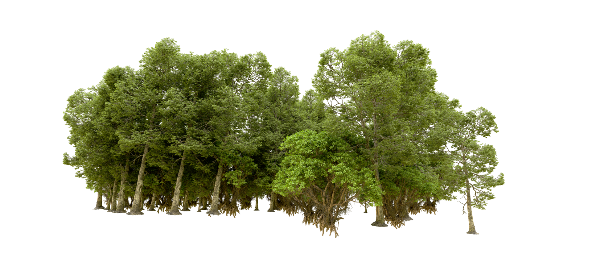 Green forest isolated on background. 3d rendering - illustration png