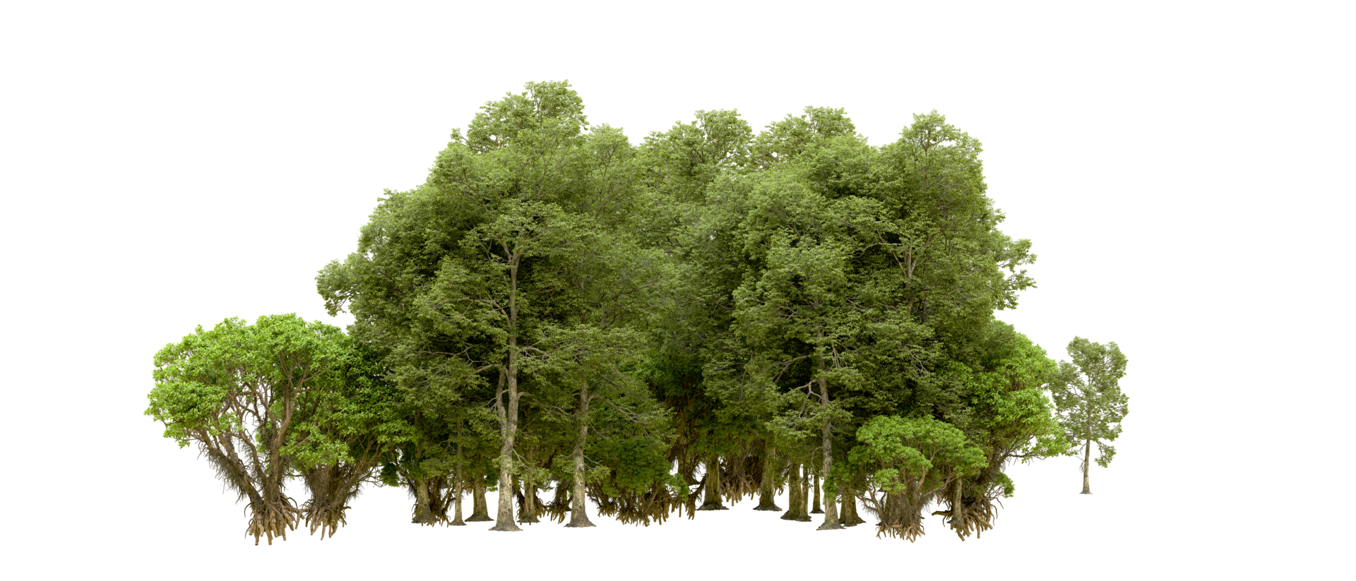 Green forest isolated on background. 3d rendering - illustration png