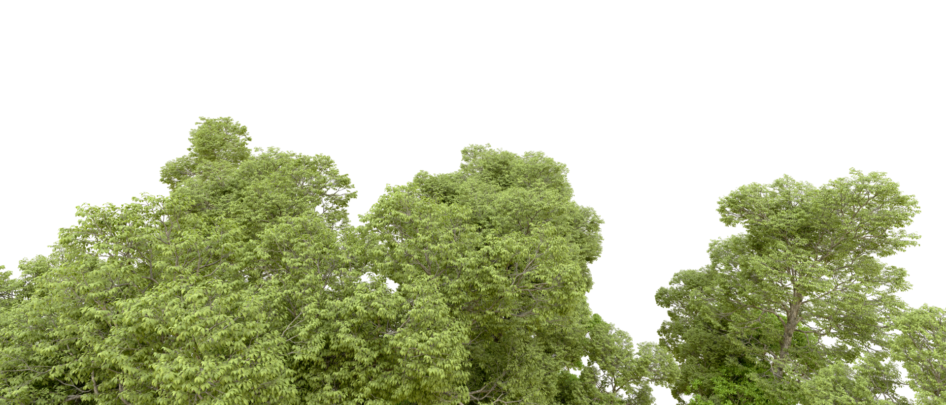 Green forest isolated on background. 3d rendering - illustration png