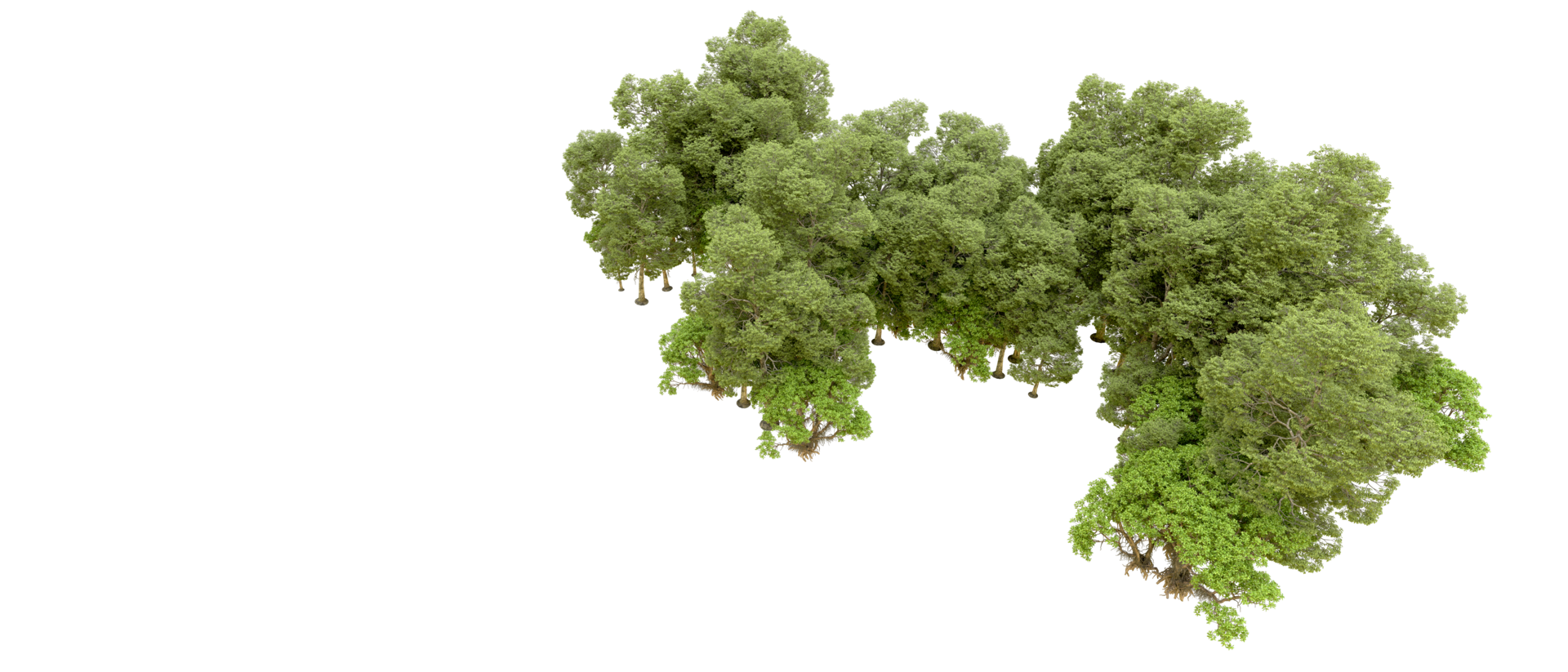Green forest isolated on background. 3d rendering - illustration png