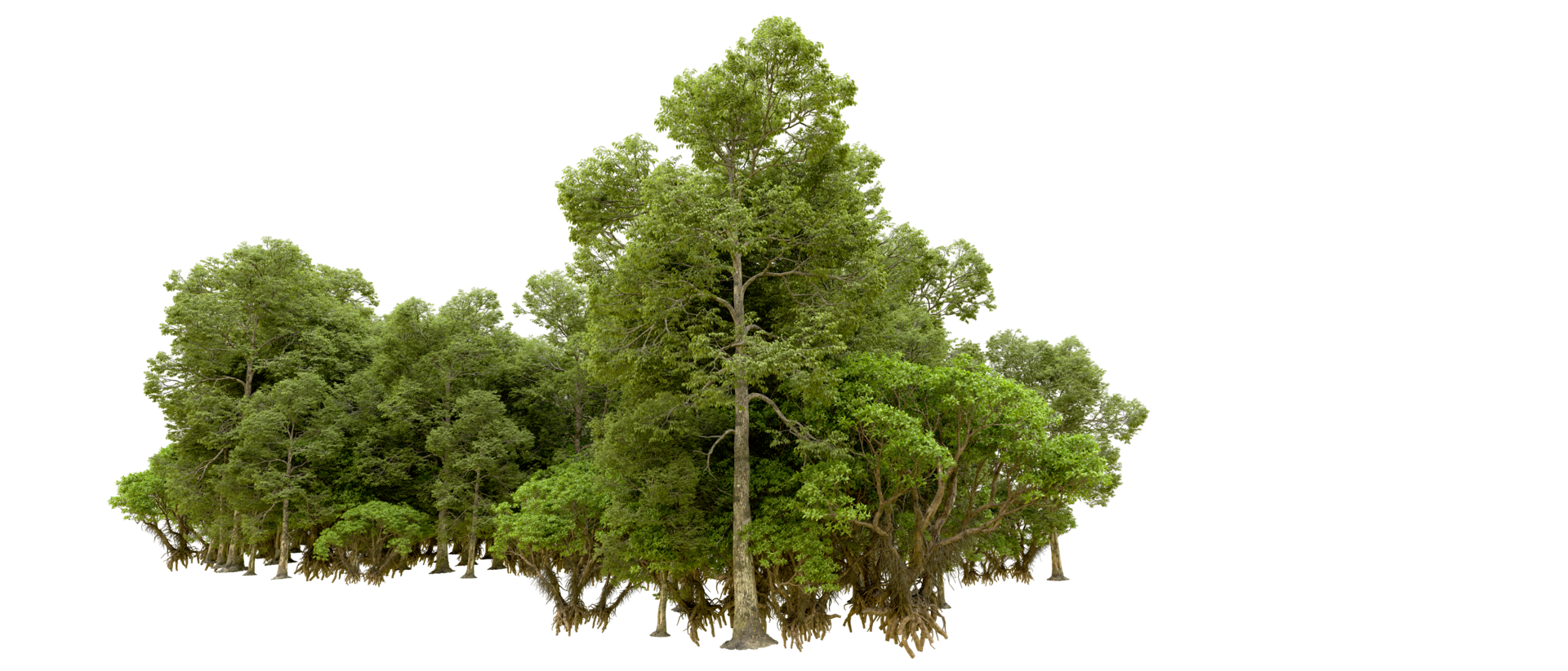 Green forest isolated on background. 3d rendering - illustration png