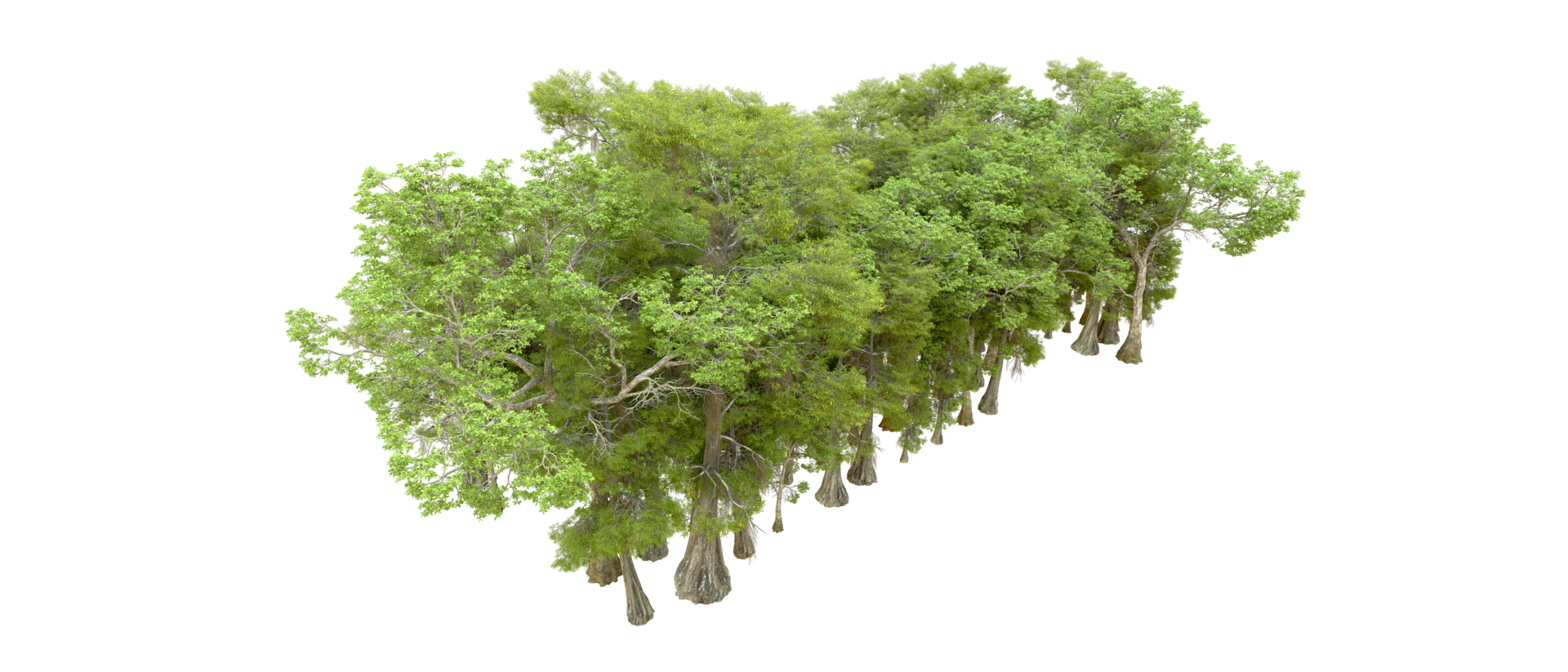 Green forest isolated on background. 3d rendering - illustration png