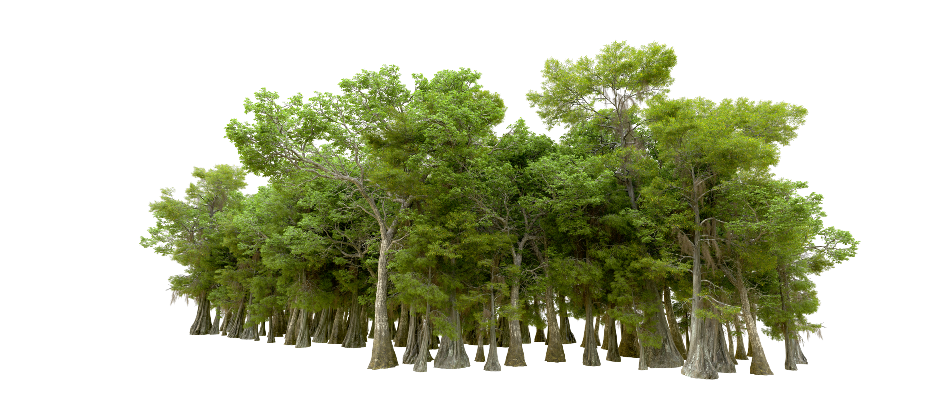 Green forest isolated on background. 3d rendering - illustration png