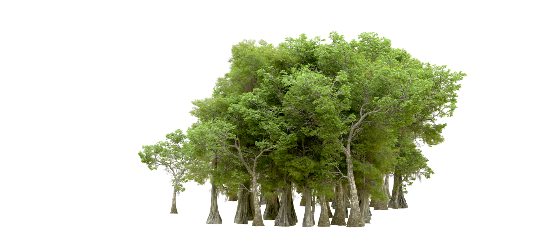 Green forest isolated on background. 3d rendering - illustration png