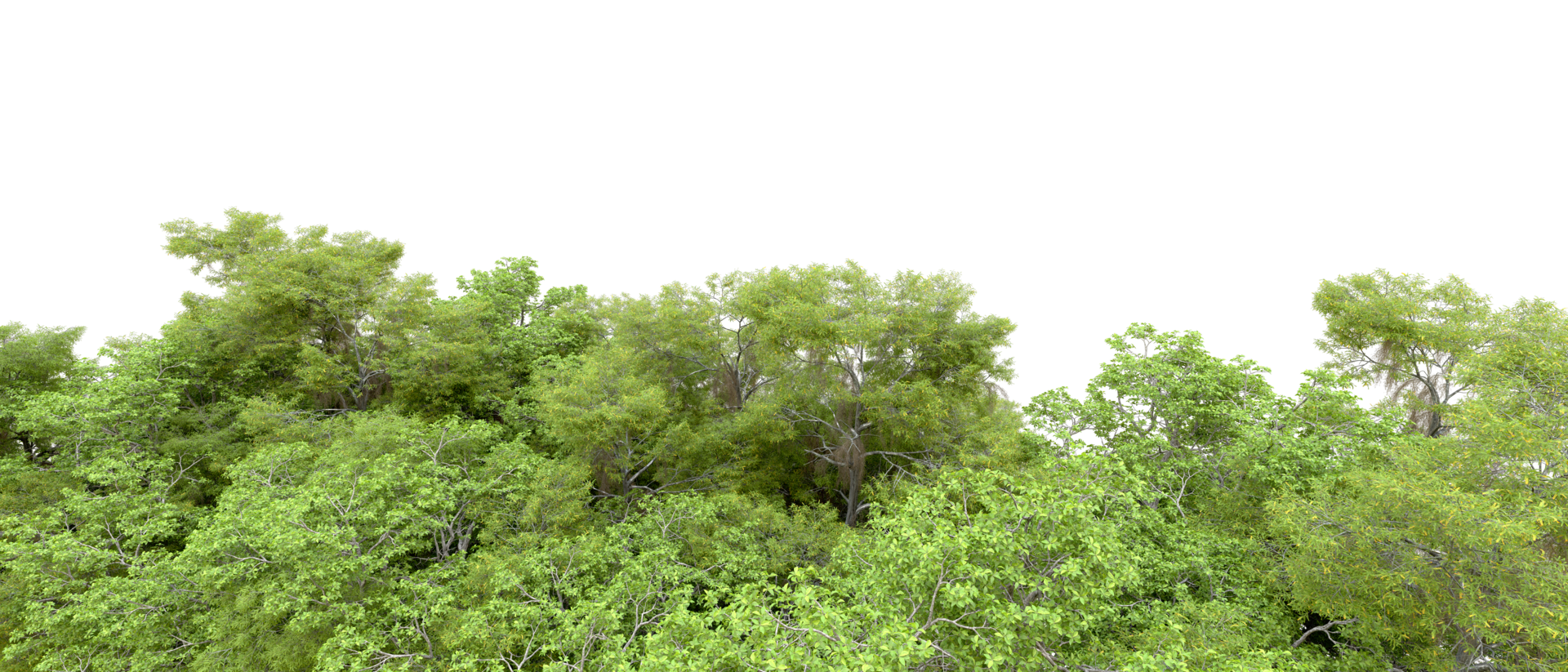Green forest isolated on background. 3d rendering - illustration png