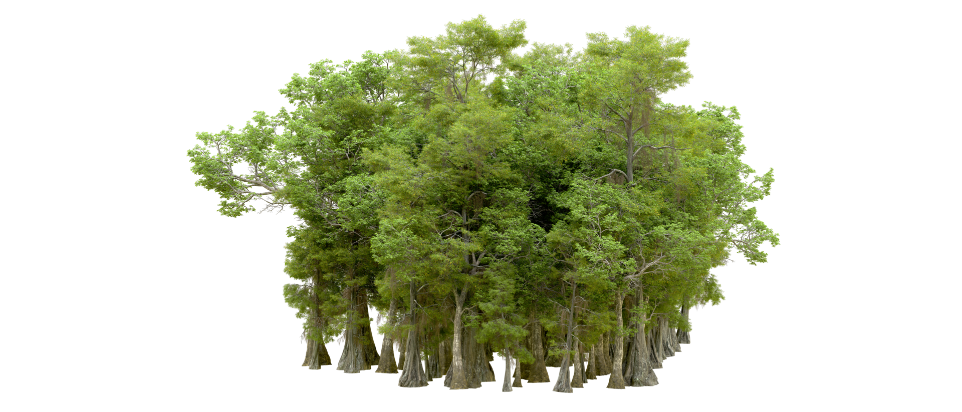 Green forest isolated on background. 3d rendering - illustration png