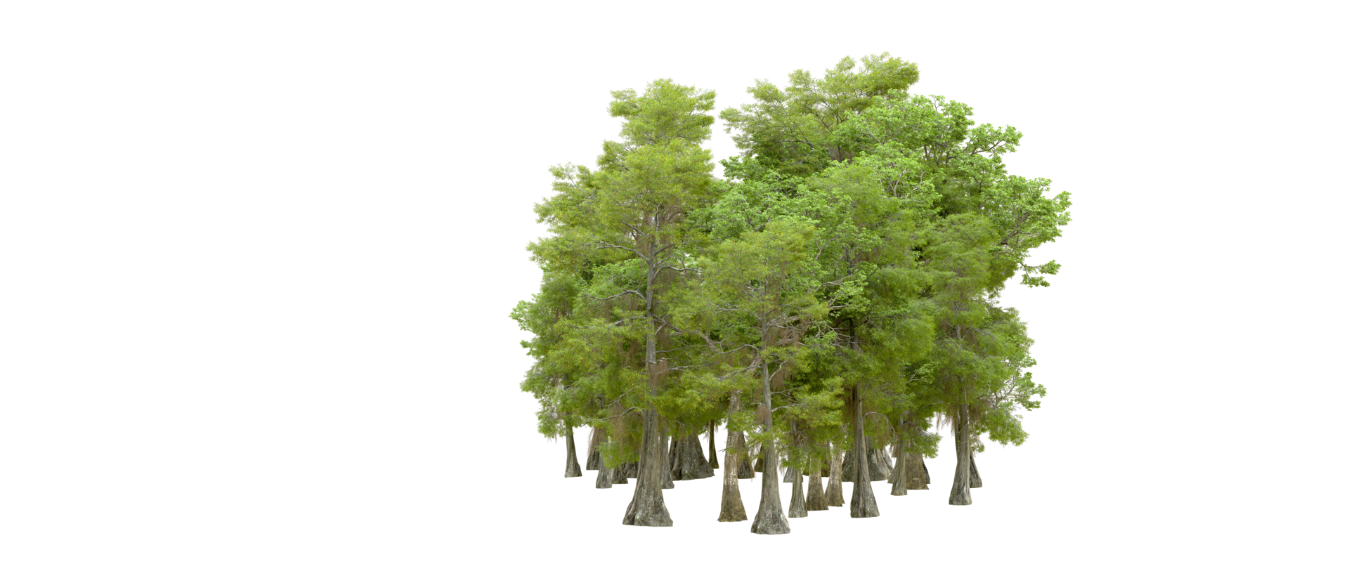 Green forest isolated on background. 3d rendering - illustration png
