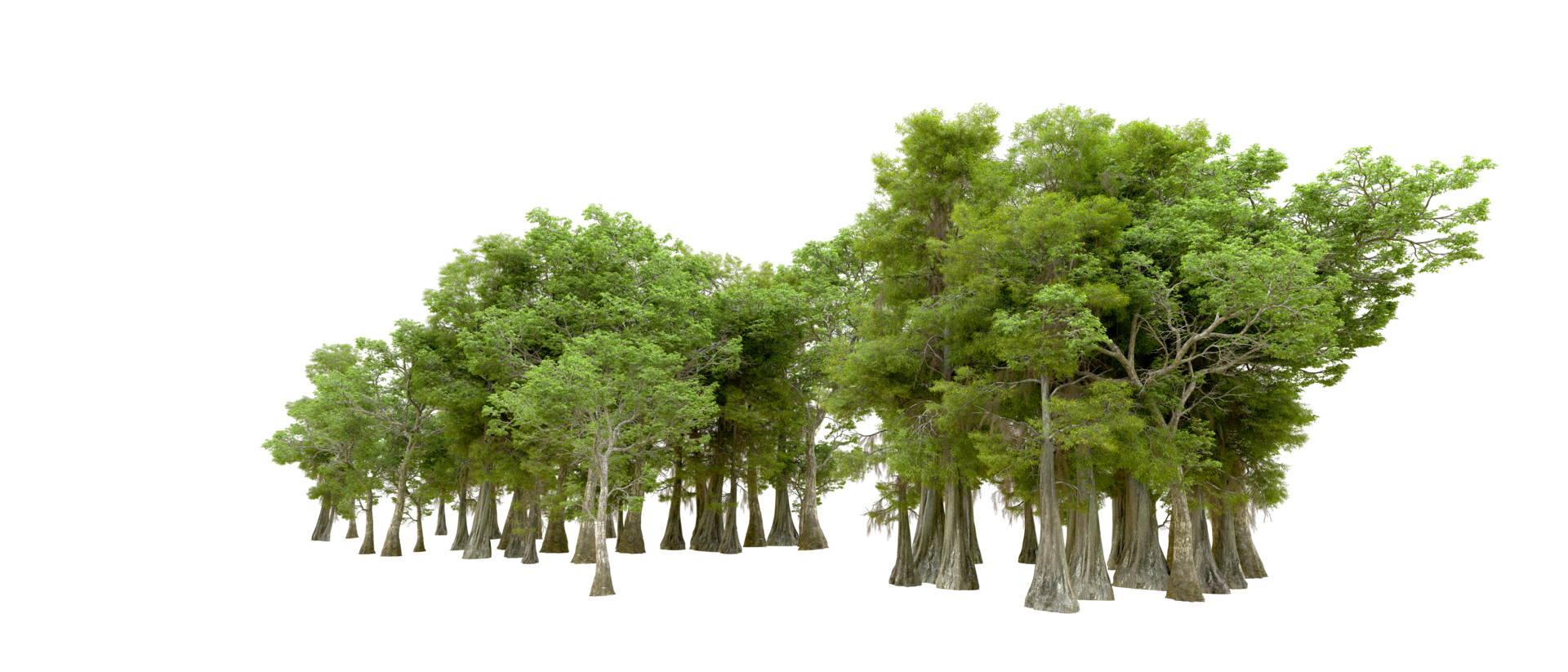 Green forest isolated on background. 3d rendering - illustration png