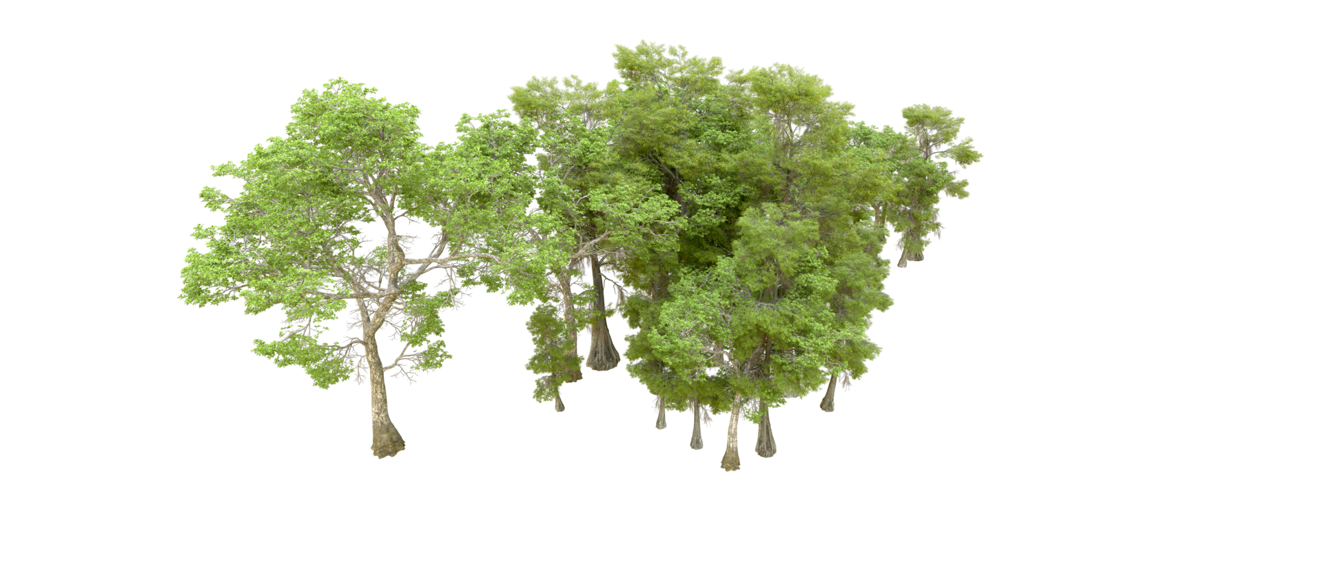 Green forest isolated on background. 3d rendering - illustration png