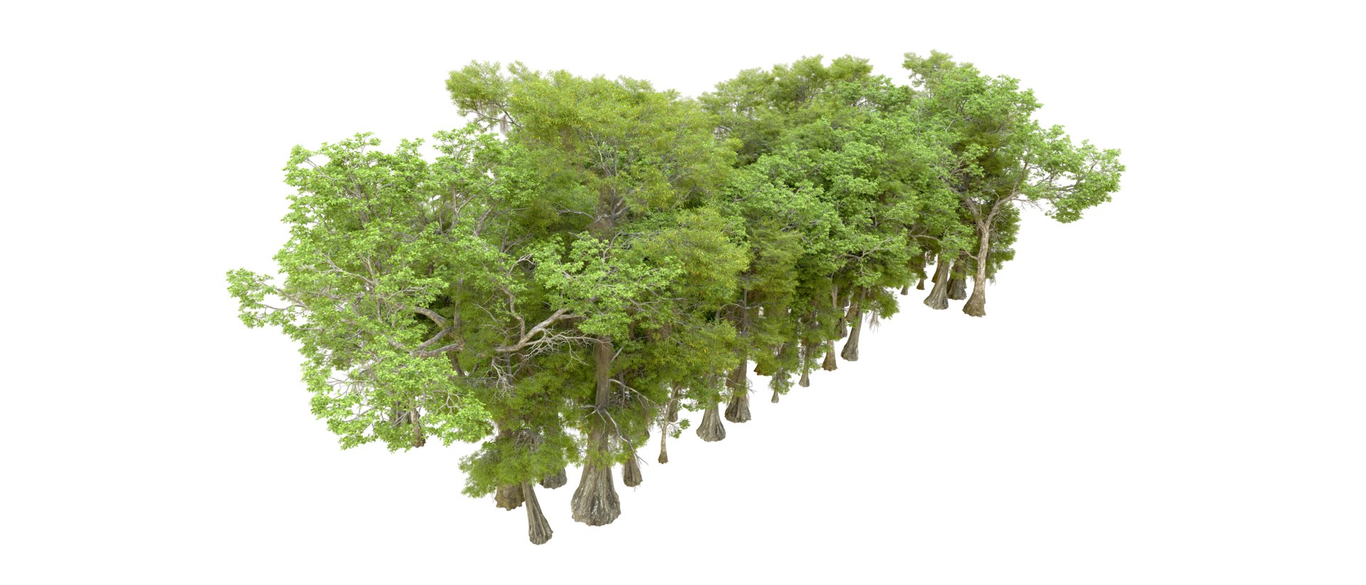 Green forest isolated on background. 3d rendering - illustration png