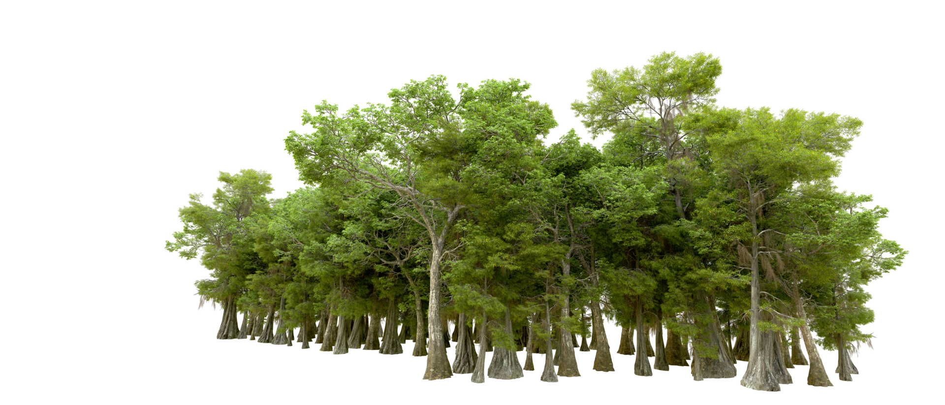 Green forest isolated on background. 3d rendering - illustration png