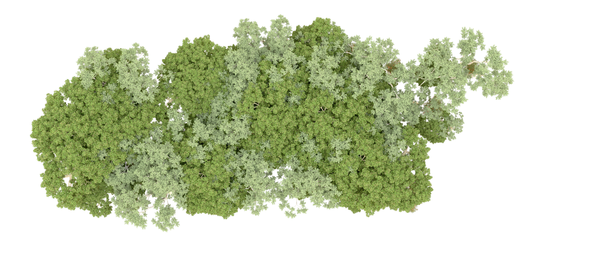 Green forest isolated on background. 3d rendering - illustration png
