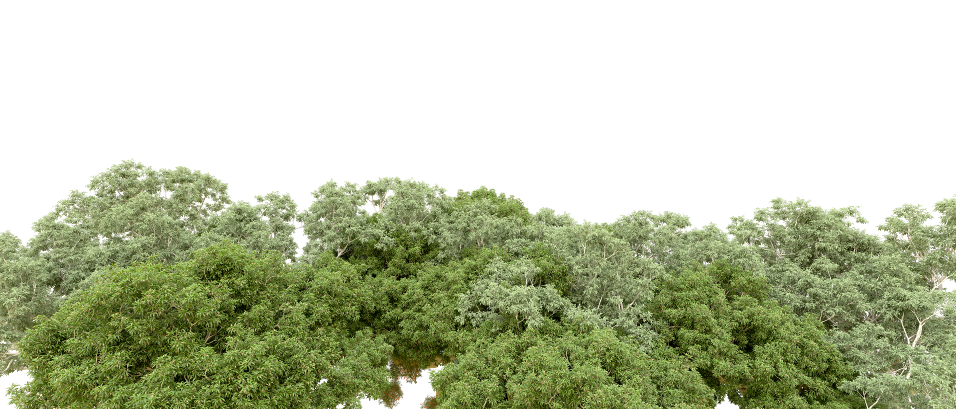 Green forest isolated on background. 3d rendering - illustration png