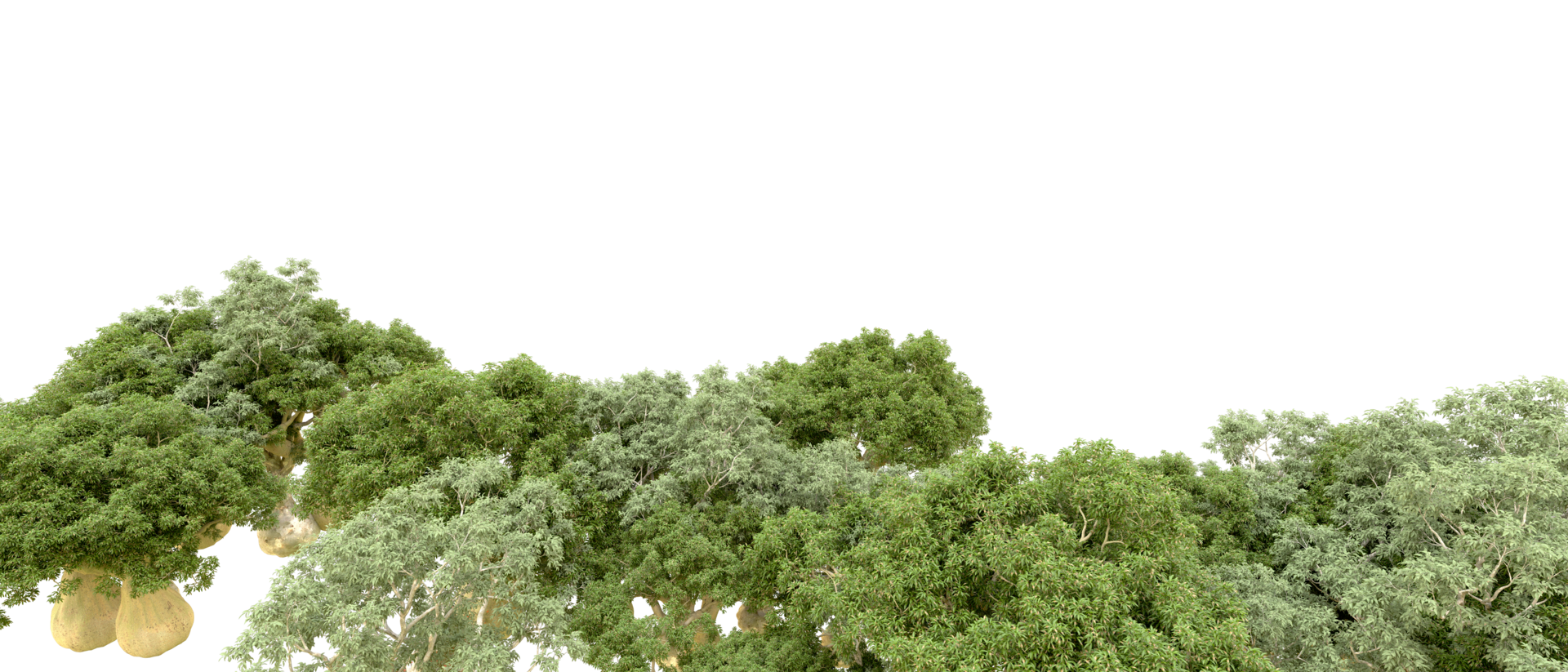 Green forest isolated on background. 3d rendering - illustration png