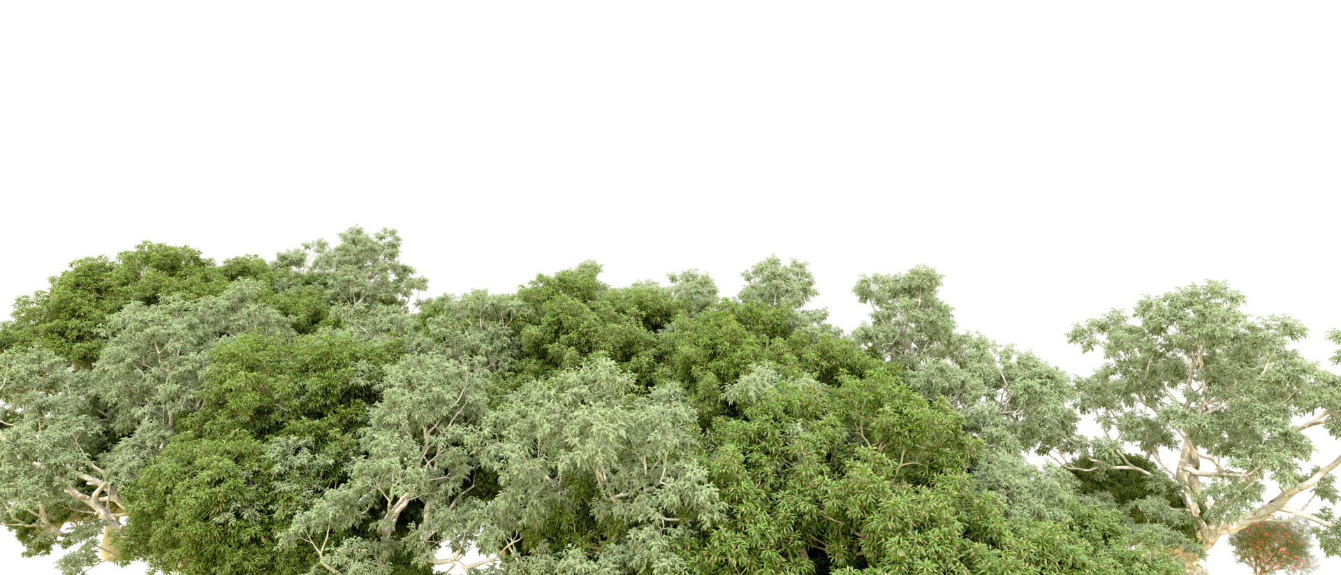 Green forest isolated on background. 3d rendering - illustration png