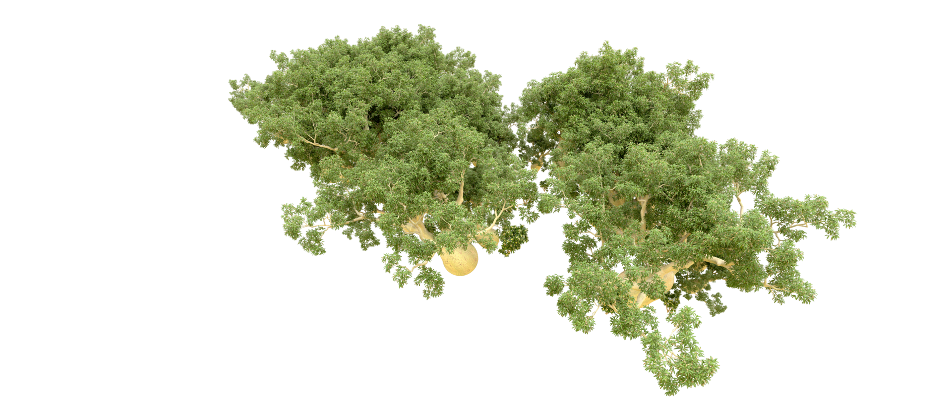 Green forest isolated on background. 3d rendering - illustration png