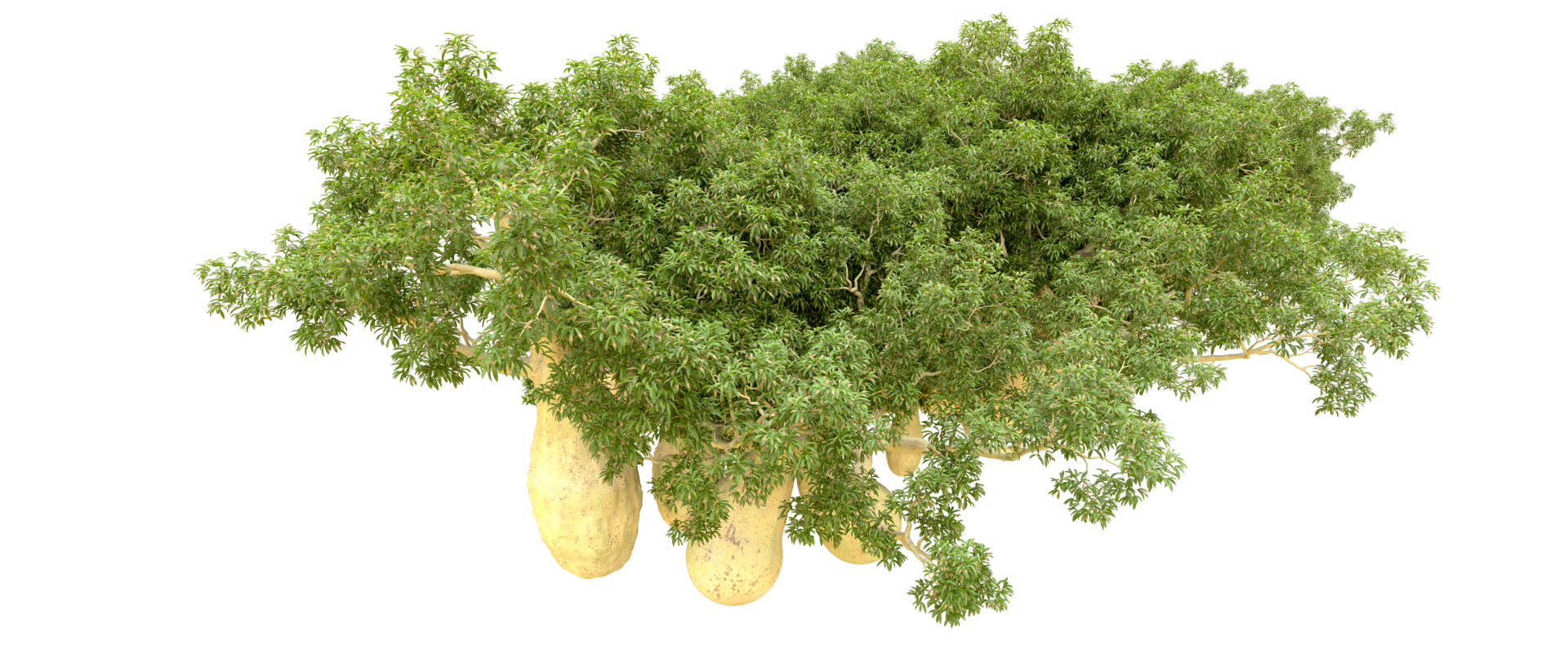 Green forest isolated on background. 3d rendering - illustration png
