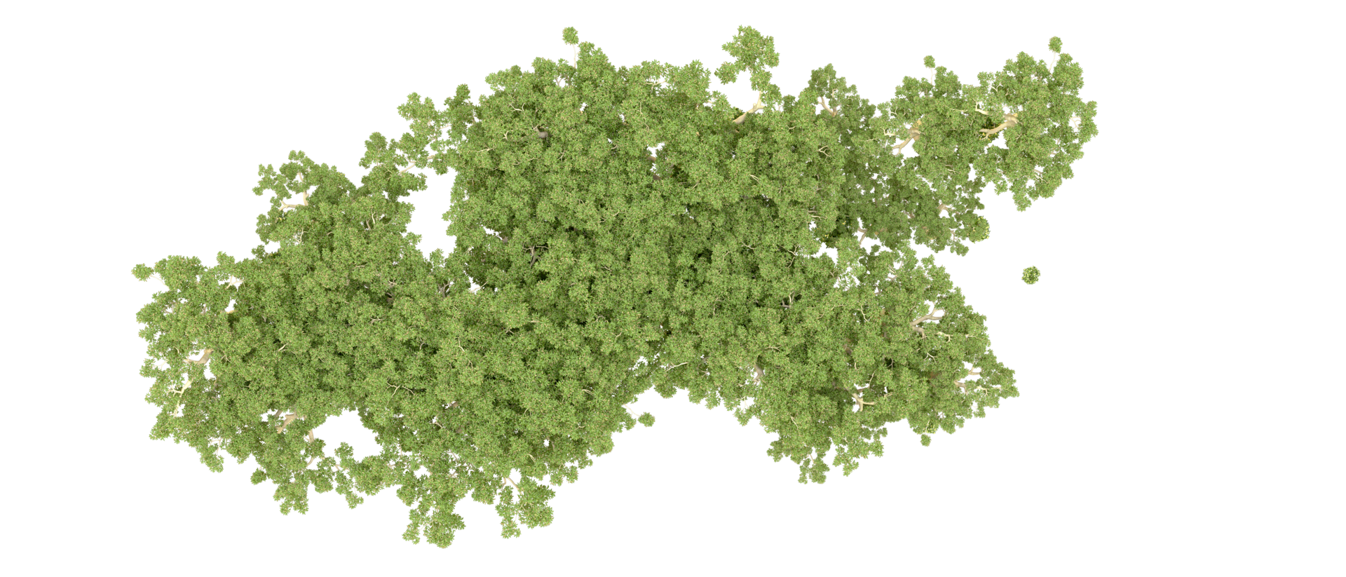 Green forest isolated on background. 3d rendering - illustration png